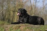 CANE CORSO 1339